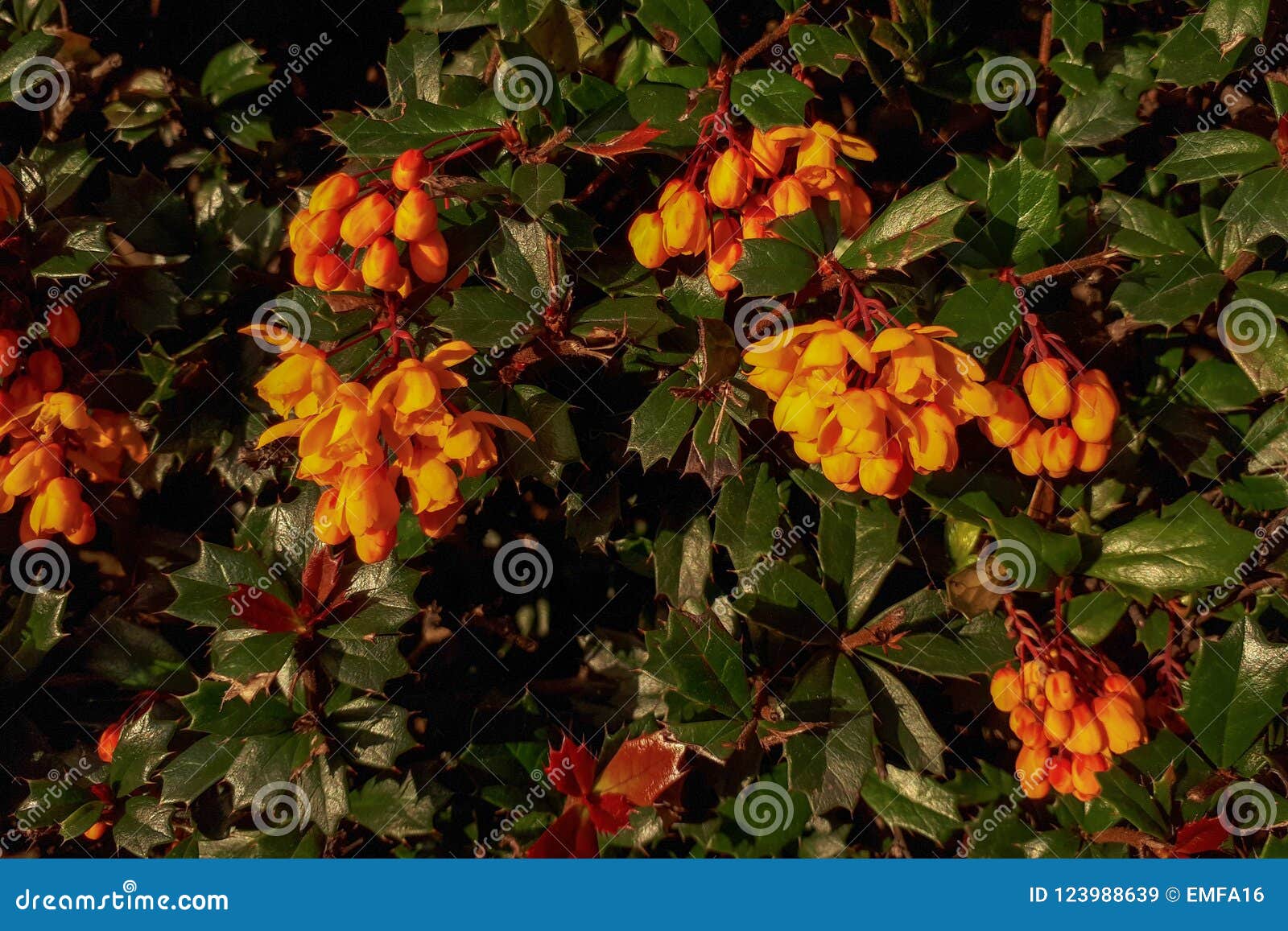 Orange Darwin`s Barberry Flowers in a Hedge Stock Image Image of