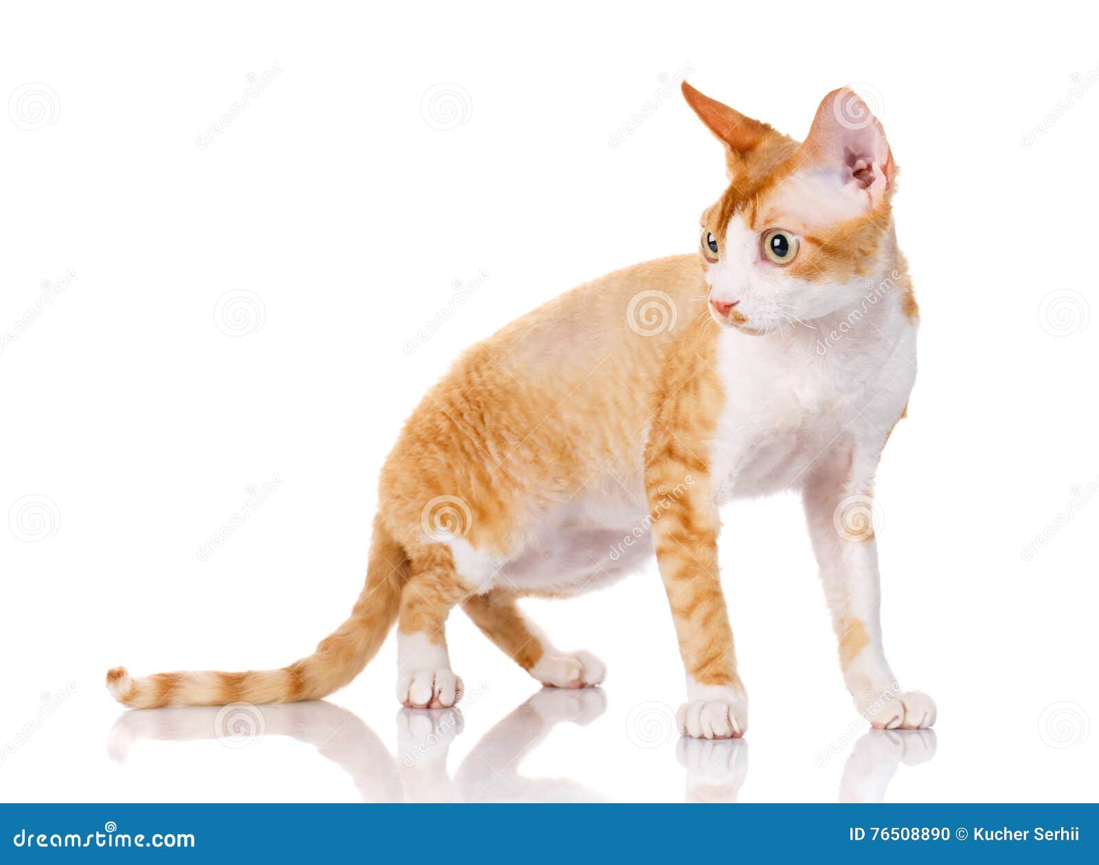 Orange Devon Rex  Cat With Big Ears Looking Aside On White 