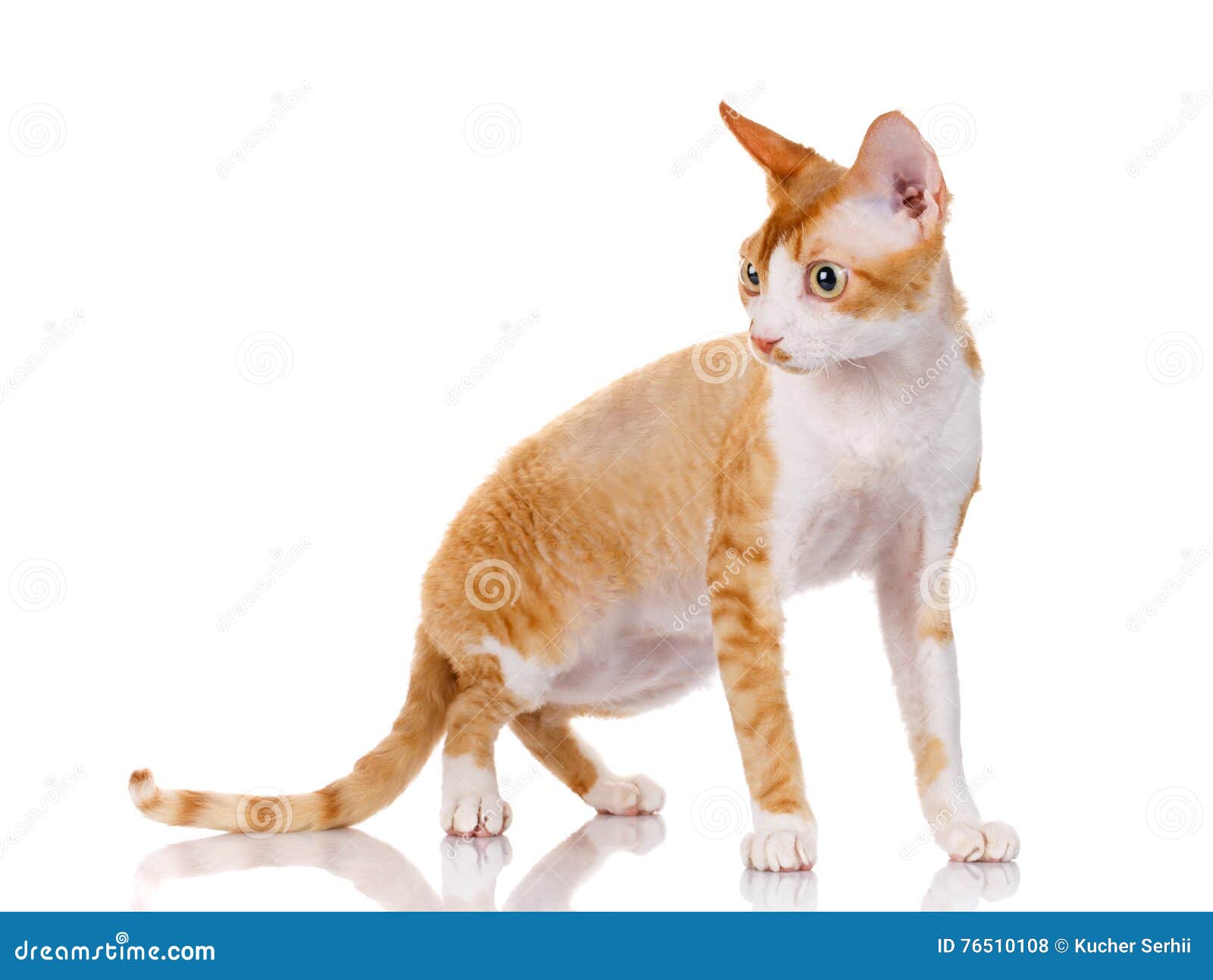  Orange Devon Rex  Cat With Big Ears Looking Aside On White 