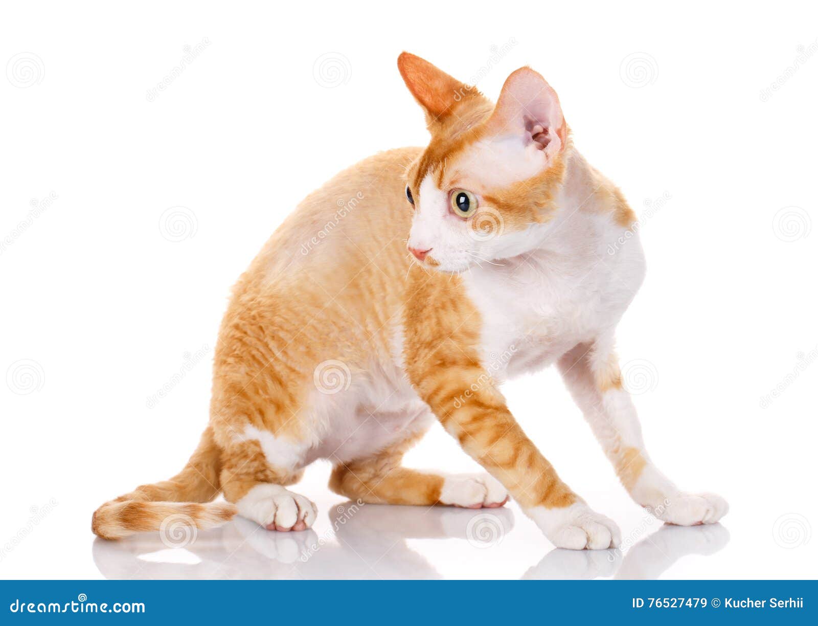  Orange Devon Rex  Cat With Big Ears On White Background 