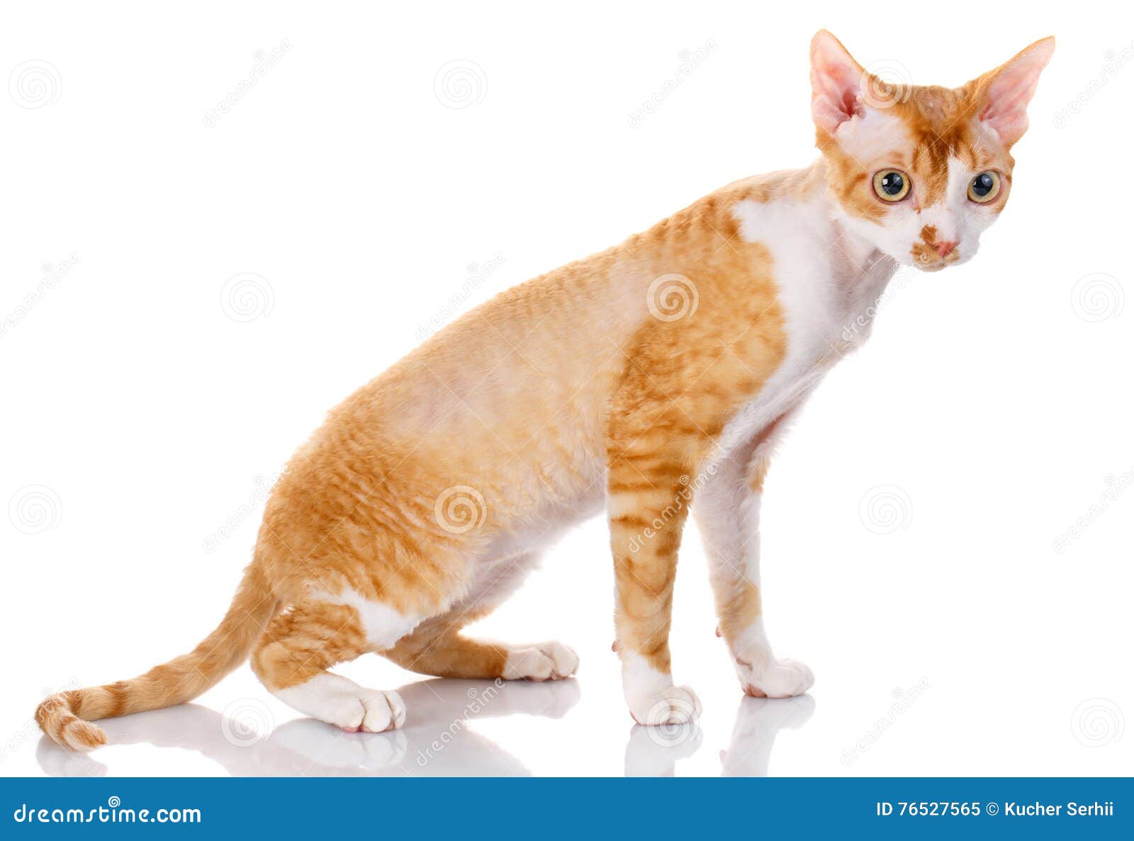  Orange Devon Rex  Cat With Big Ears On White Background 