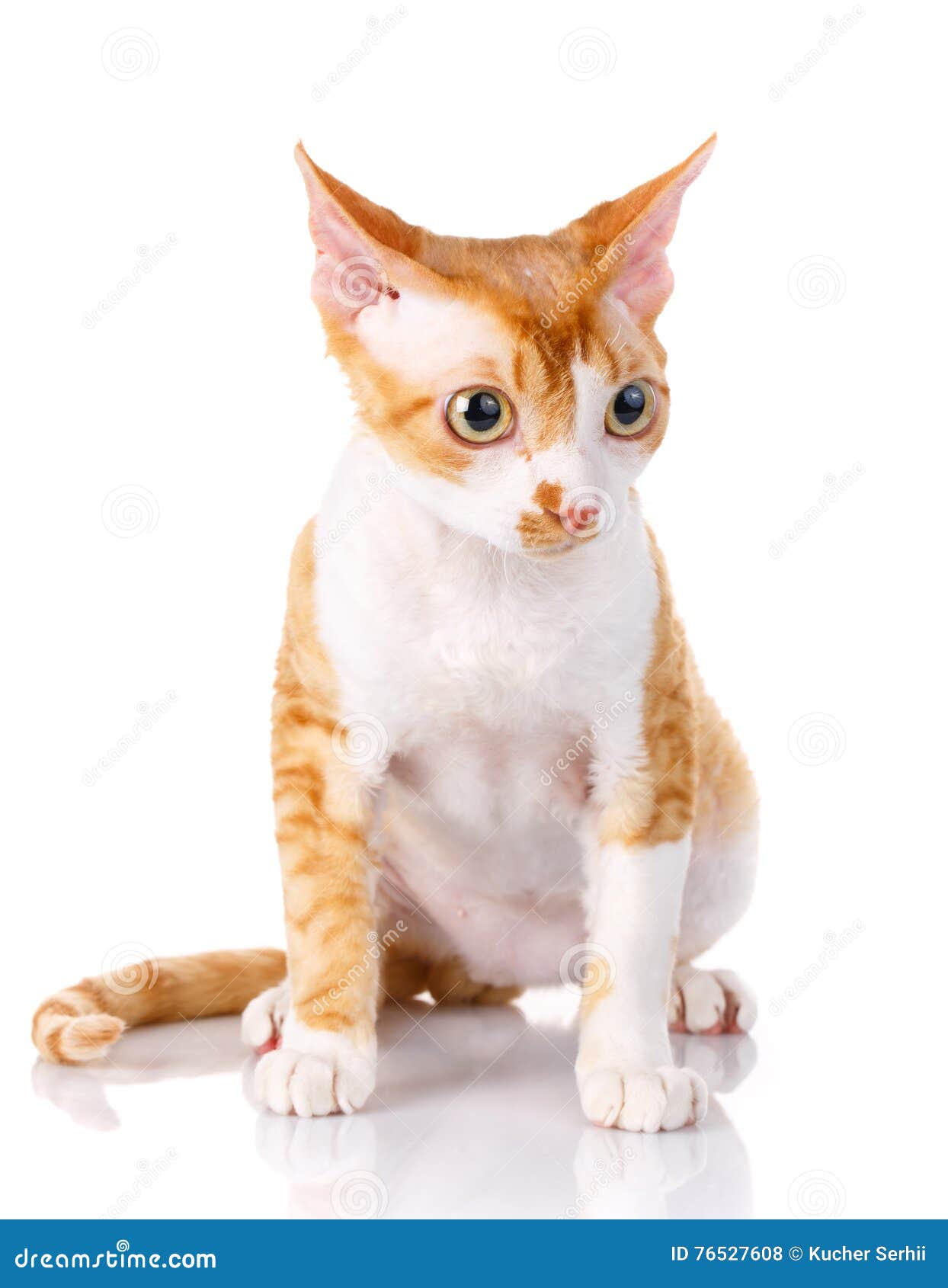  Orange Devon Rex  Cat With Big Ears On White Background 