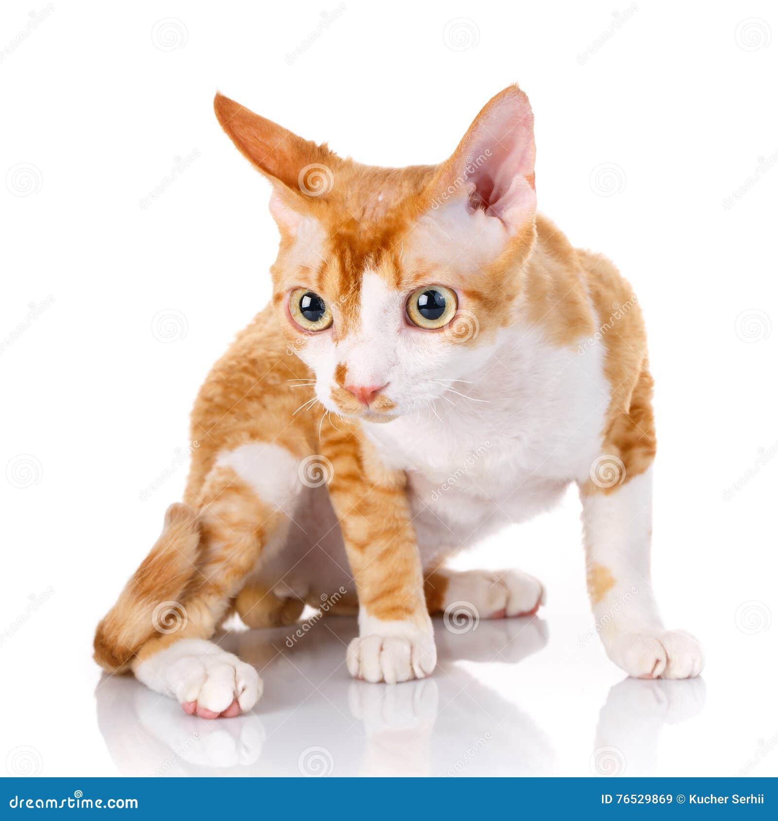  Orange Devon Rex  Cat With Big Ears On White Background 