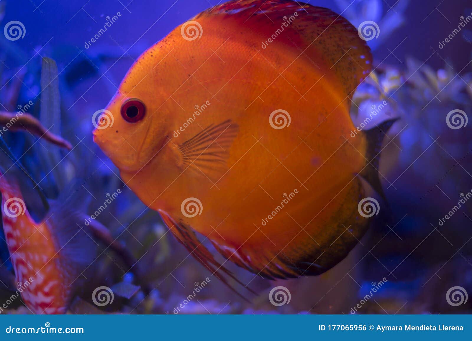 orange discus in my aquarium