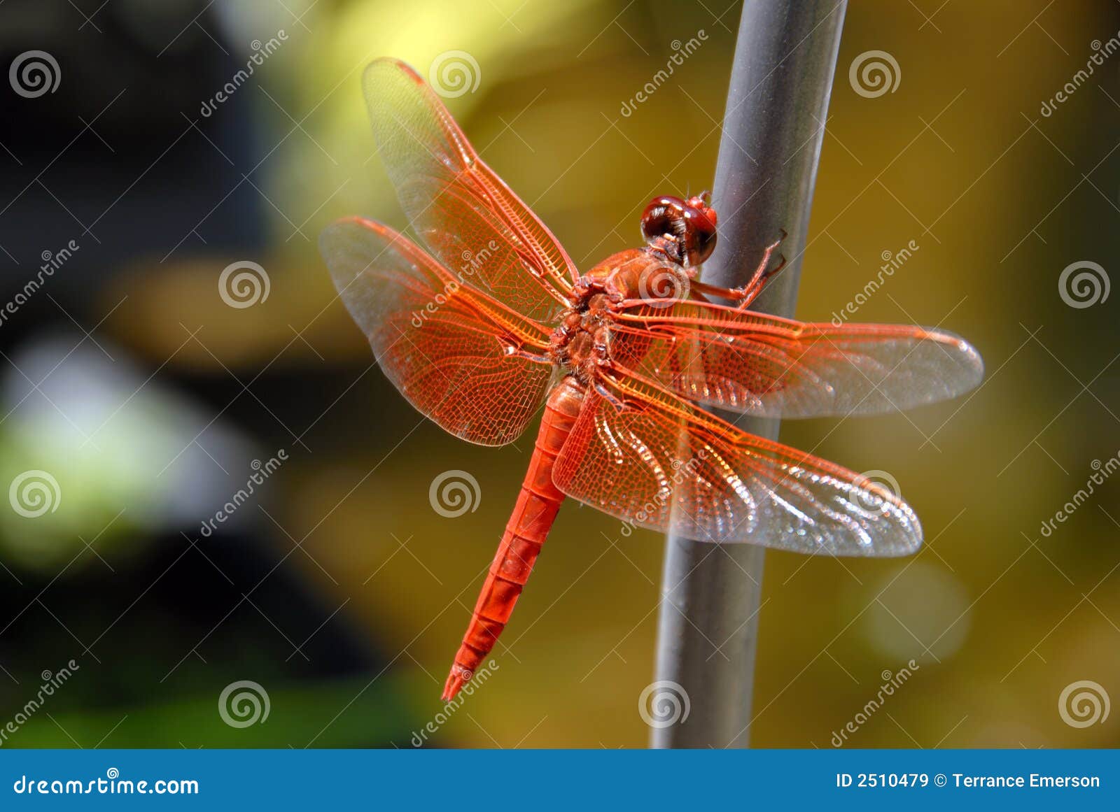 Orange Dragon Fly stock image. Image of wild, summer, dragon - 2510479