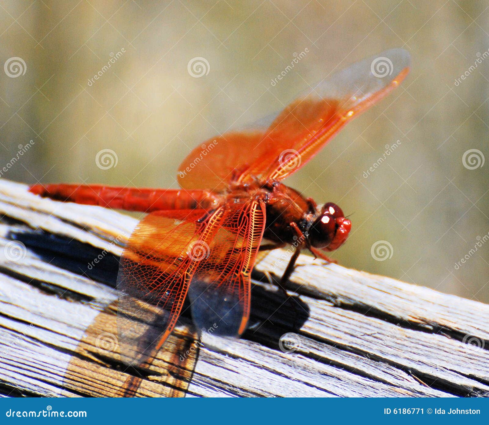 Orange Dragonfly stock image. Image of natural, insect - 6186771