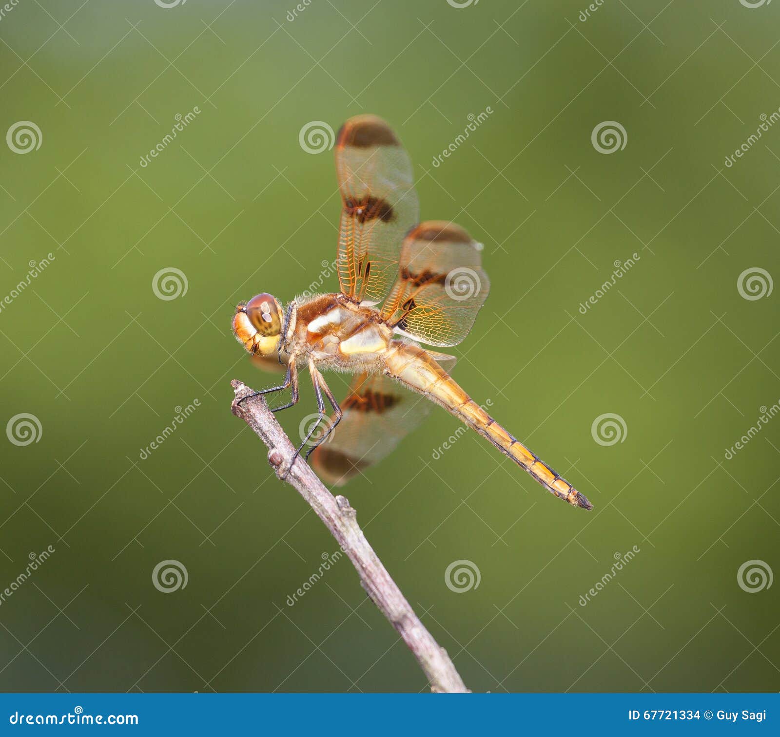 Orange dragonfly stock photo. Image of black, wings, eyes - 67721334