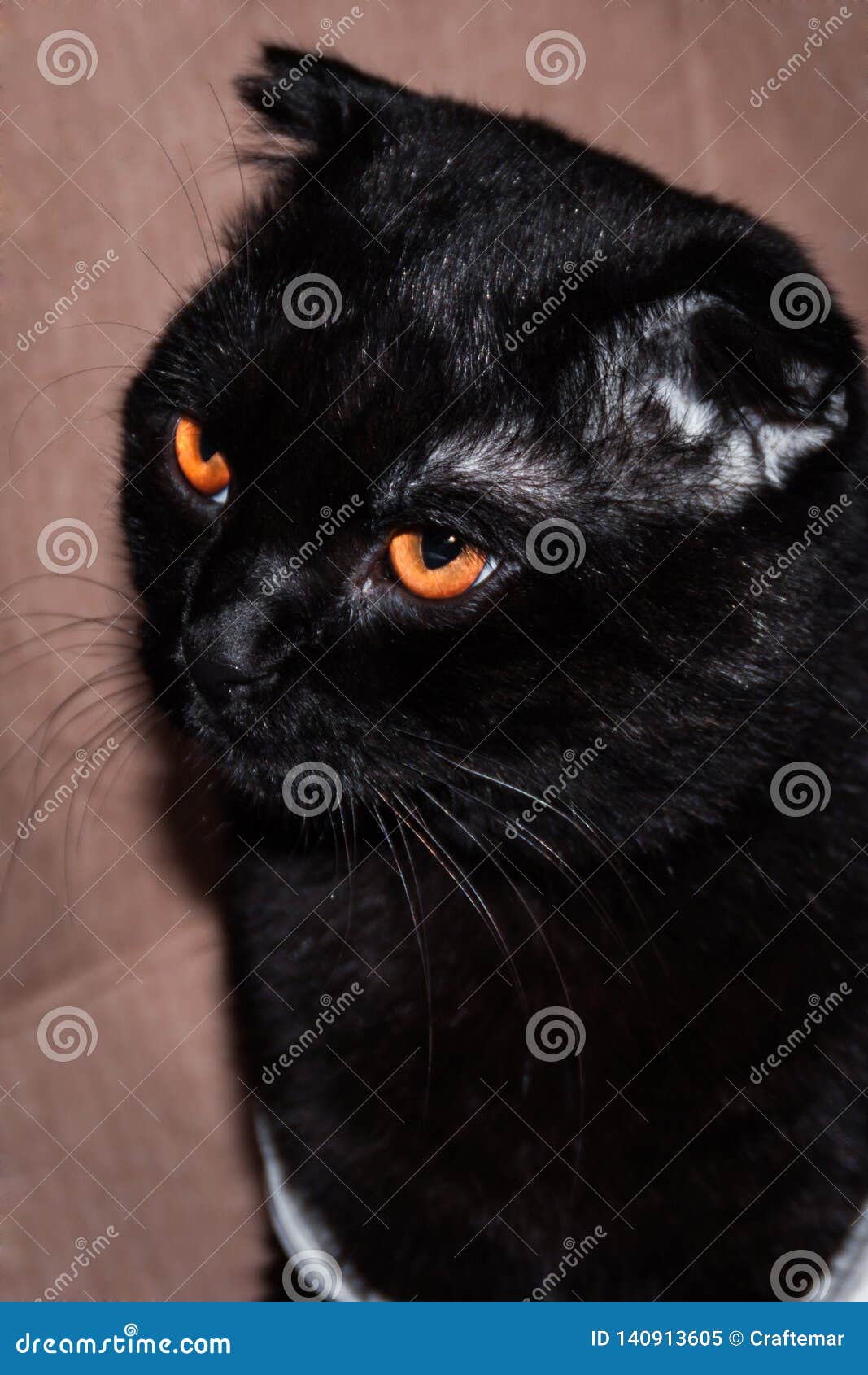 orange eyed black cat