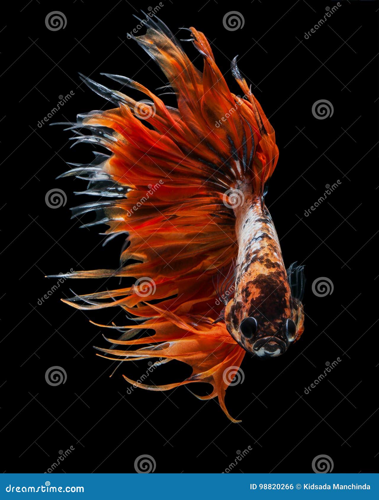 orange fancy crowntails