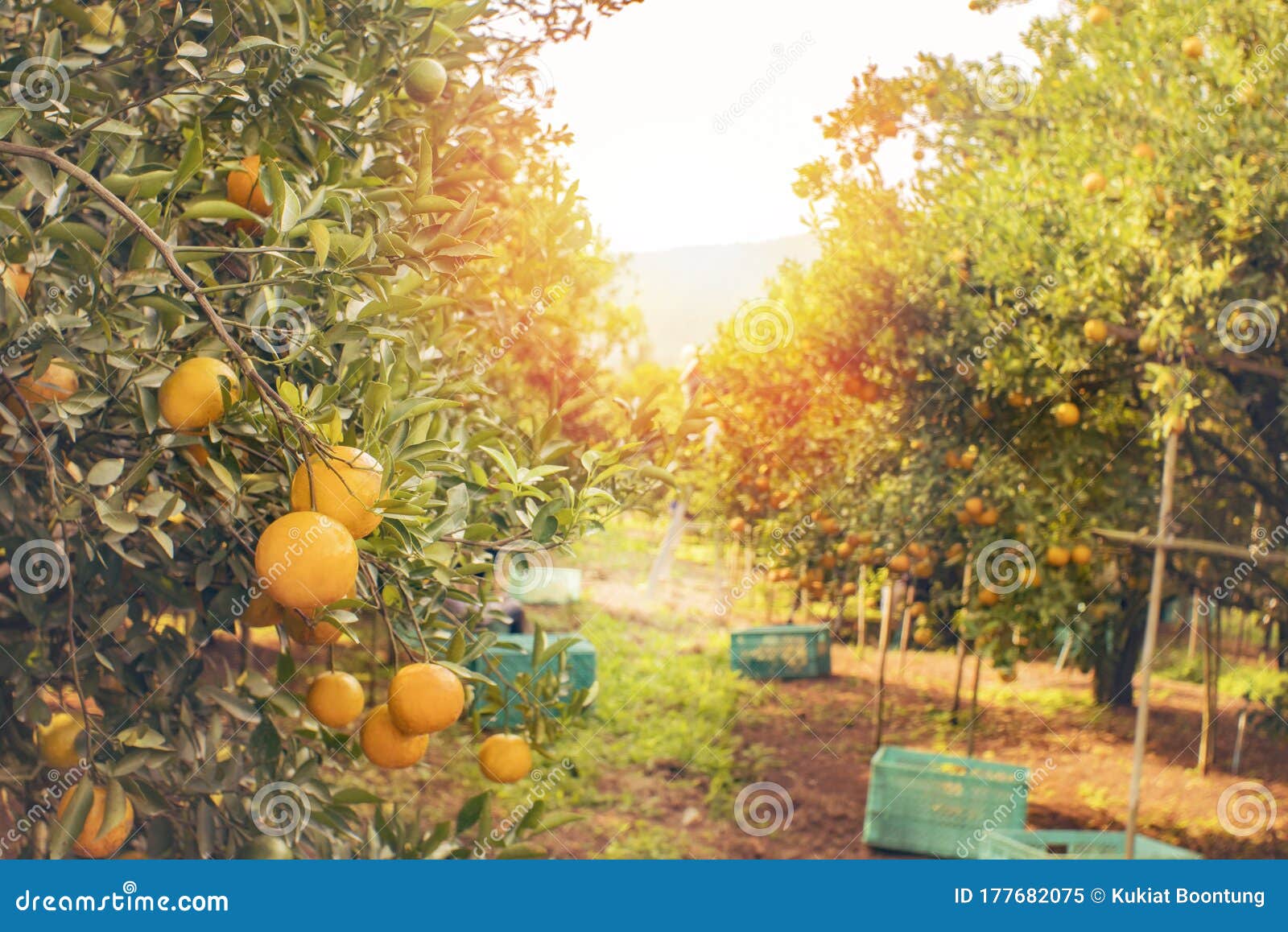 Orange Farm Ready To Harvest Stock Image Image of orchard, healthy
