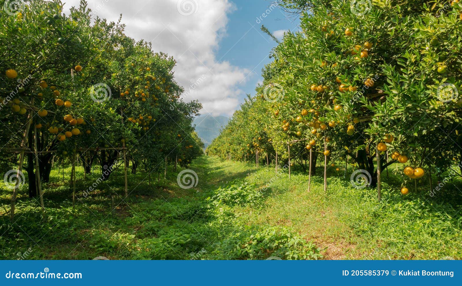 Orange Farm Ready To Harvest Stock Image Image of harvest