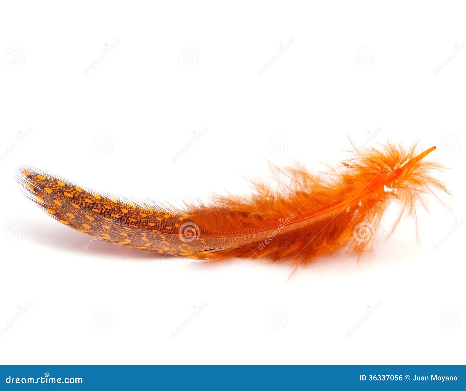 Orange feather stock photo. Image of carnivale, fashion 36337056