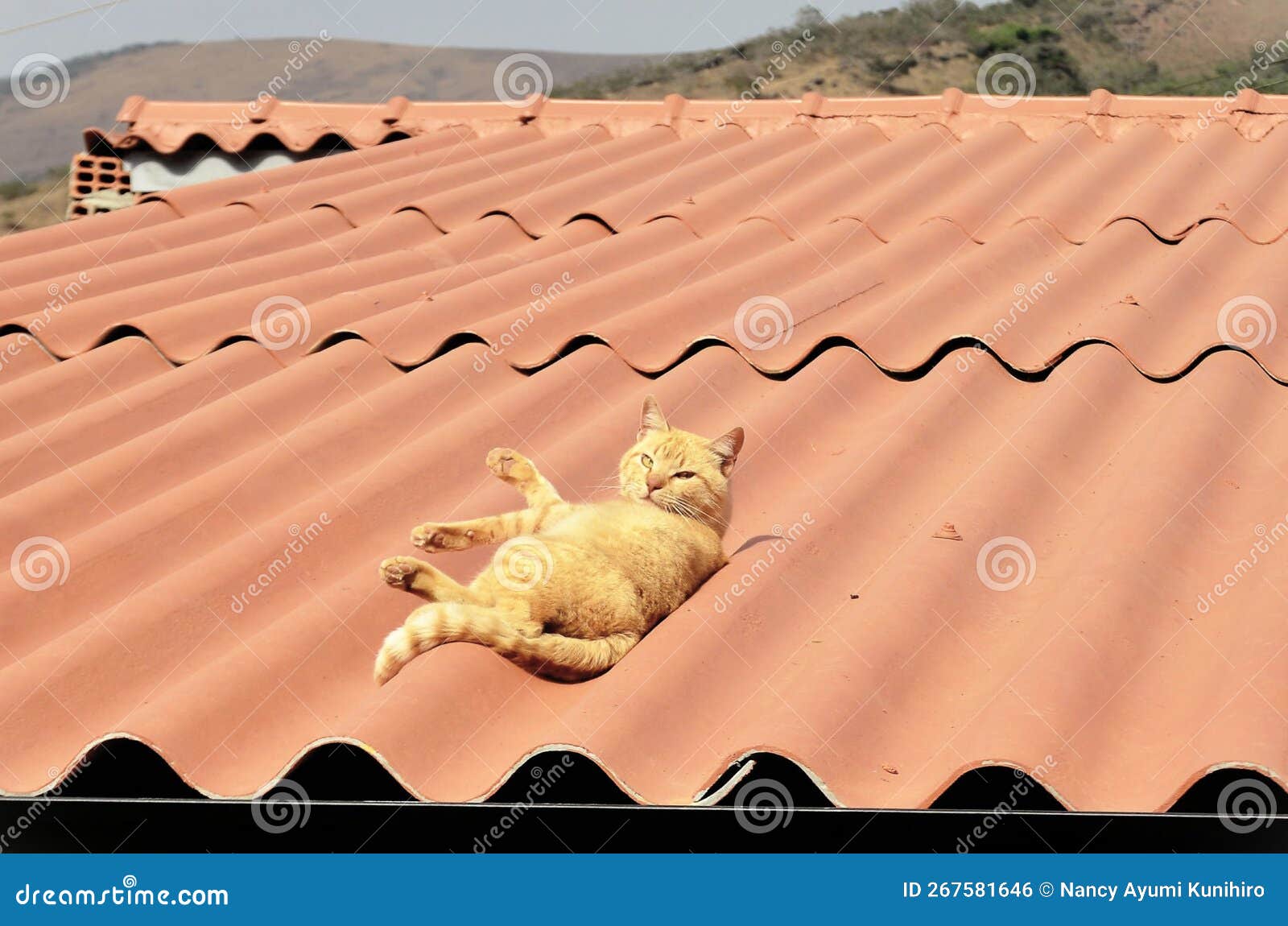 orange felis catus cat charm lying on the roof