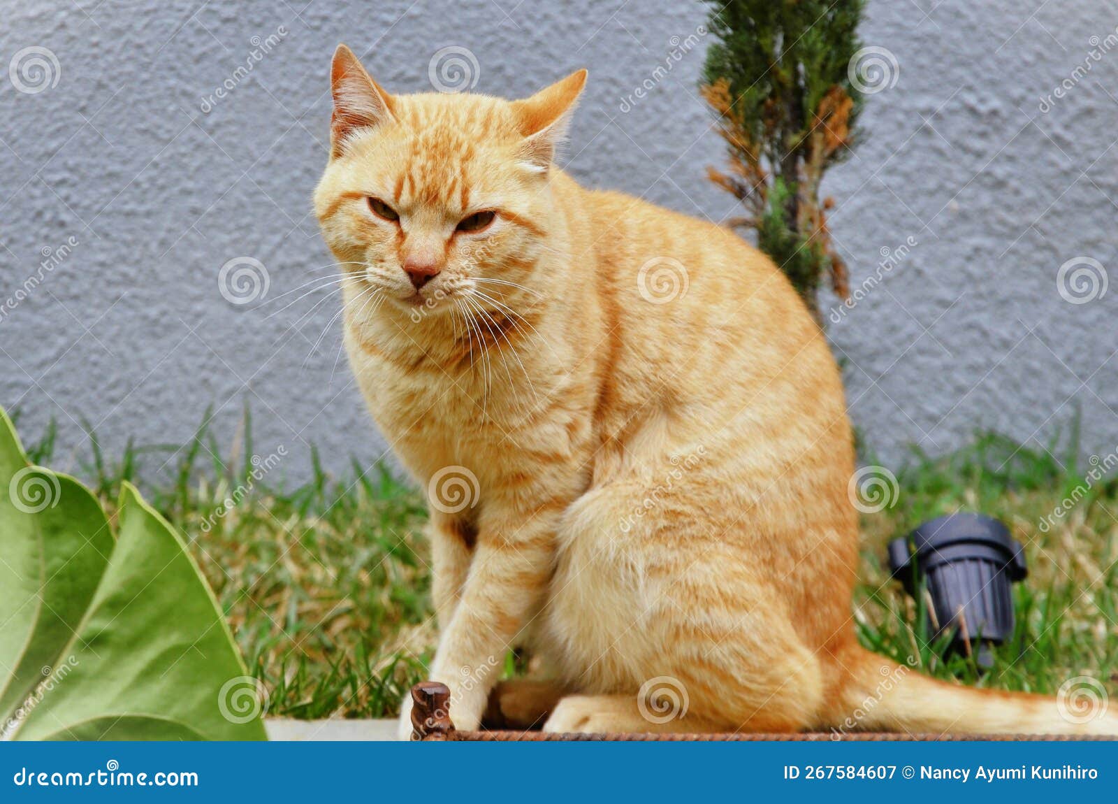 an orange felis catus cat sitting on the low wall