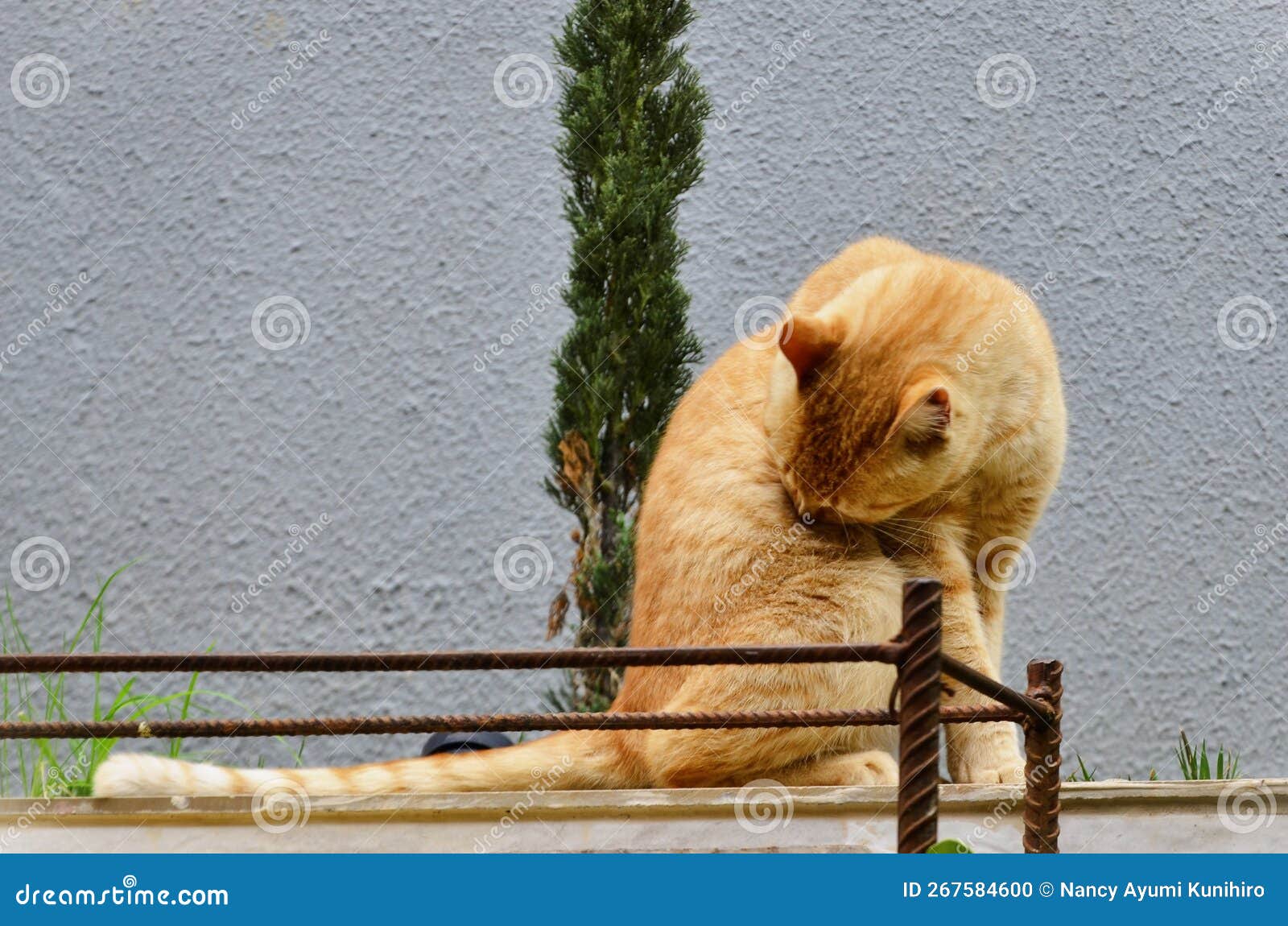 an orange felis catus licking its fur