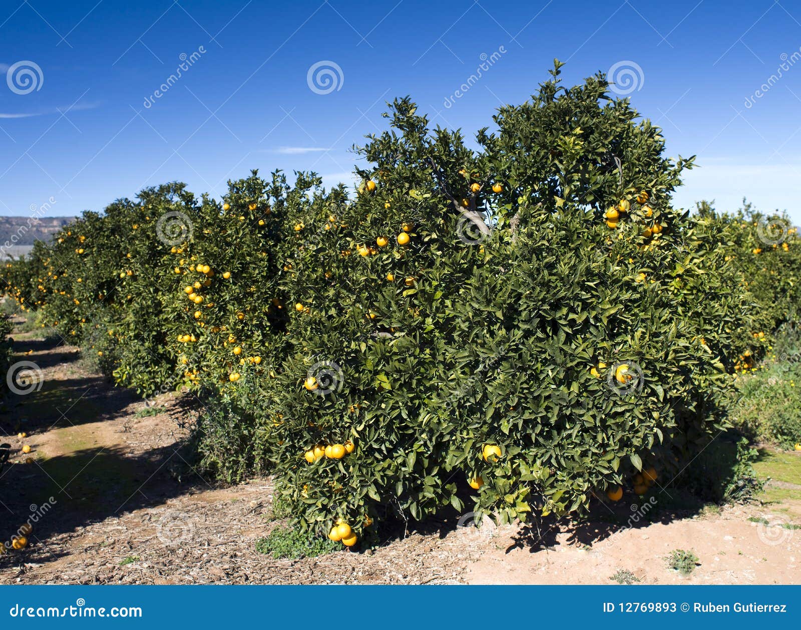 Orange field stock image. Image of field, healthy, fruit 12769893
