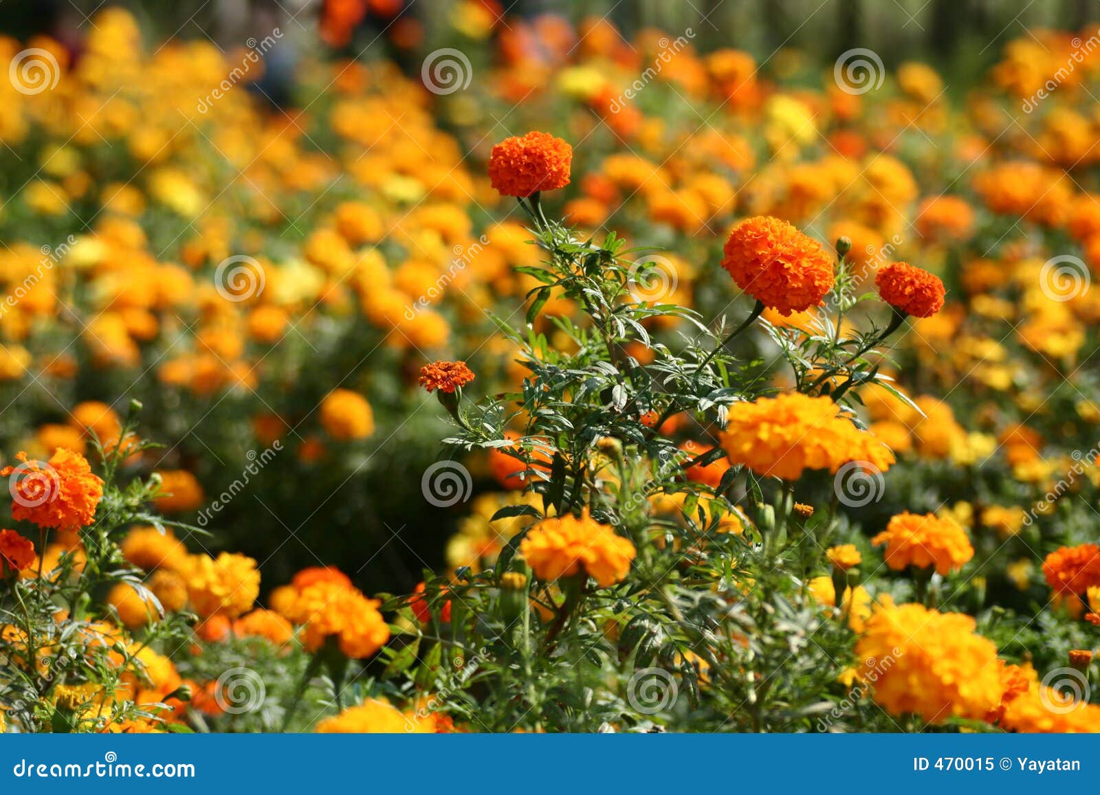 Orange fields stock image. Image of summer, beautiful, orange - 470015