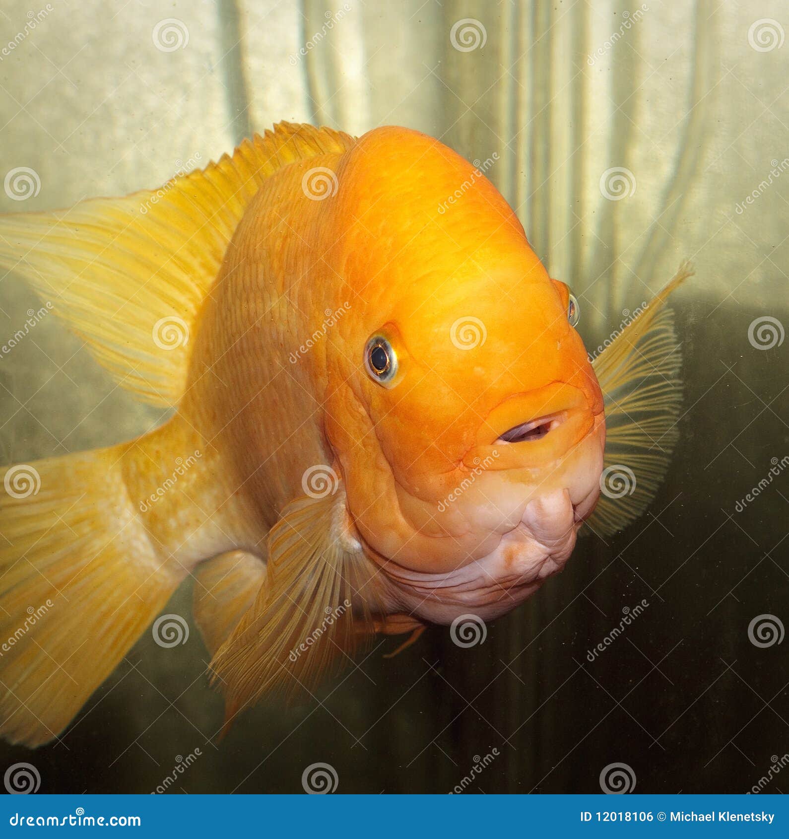Orange Fish stock photo. Image of fresh, fish, swimming 12018106