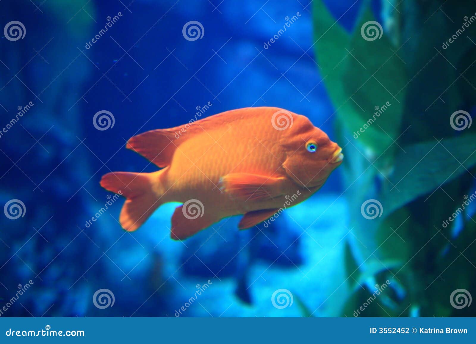Orange Fish in Blue Water stock photo. Image of nature 3552452