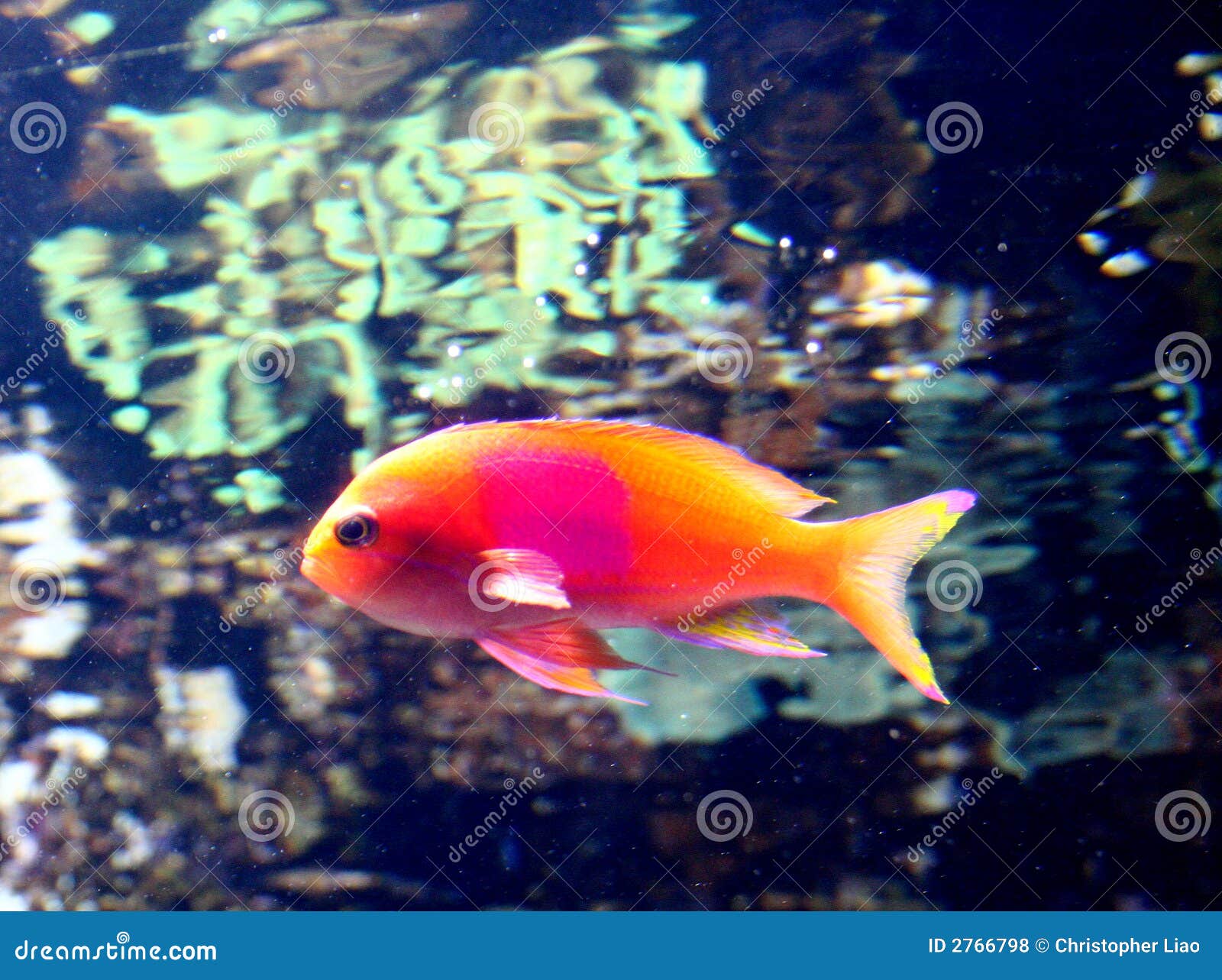 Orange Fish With Pink Spot Picture. Image 2766798