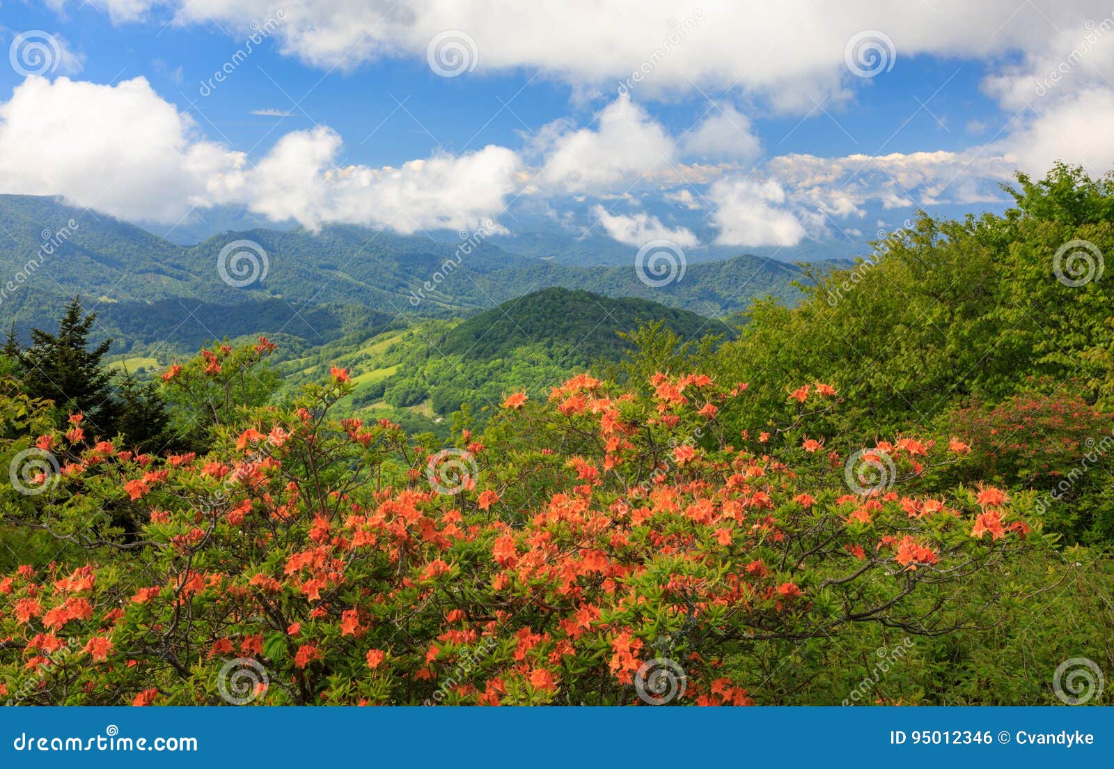 nc orange flame azaleas roan mountain highlands