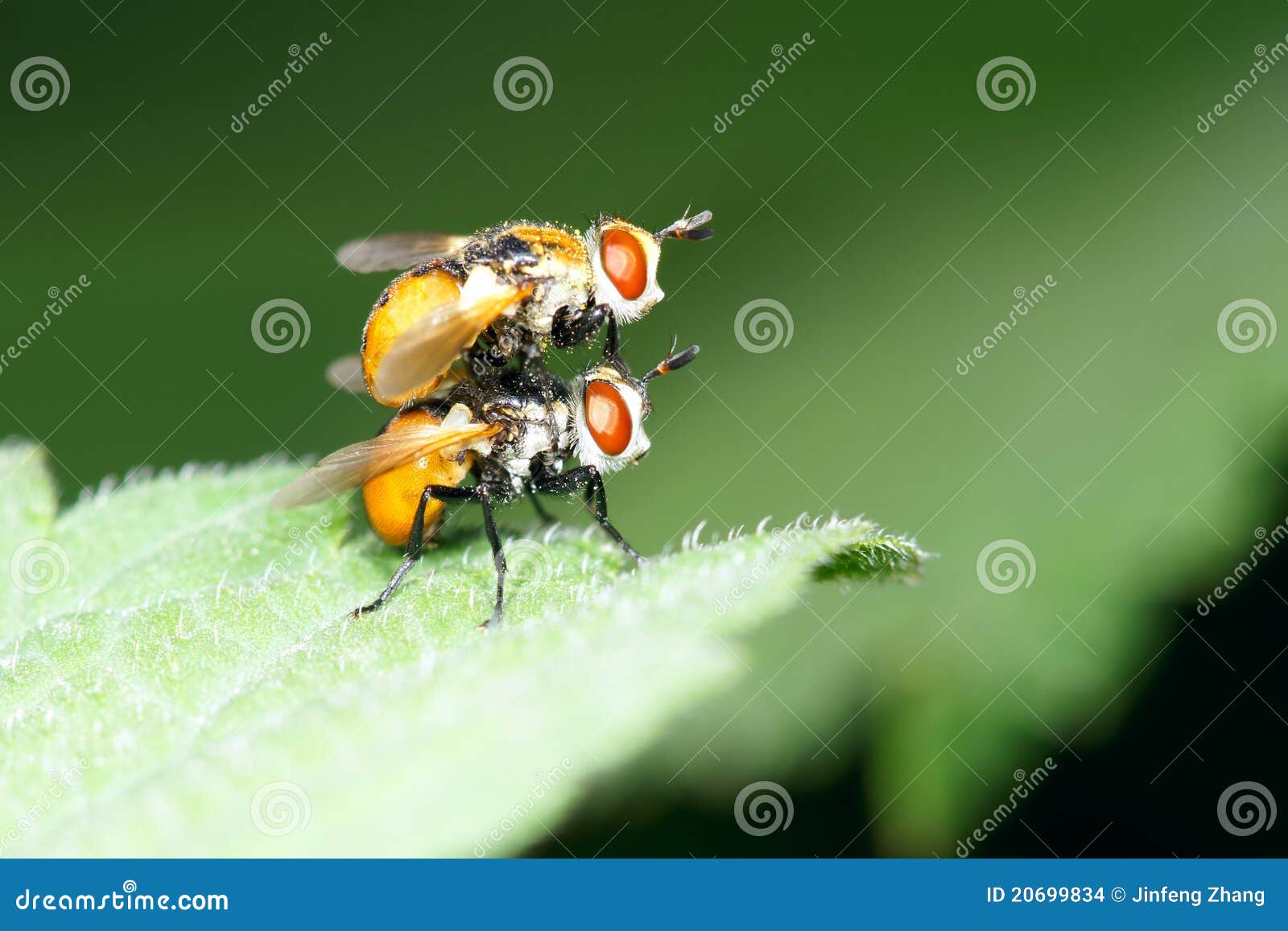 Orange flies stock photo. Image of copulate, reproduce 20699834