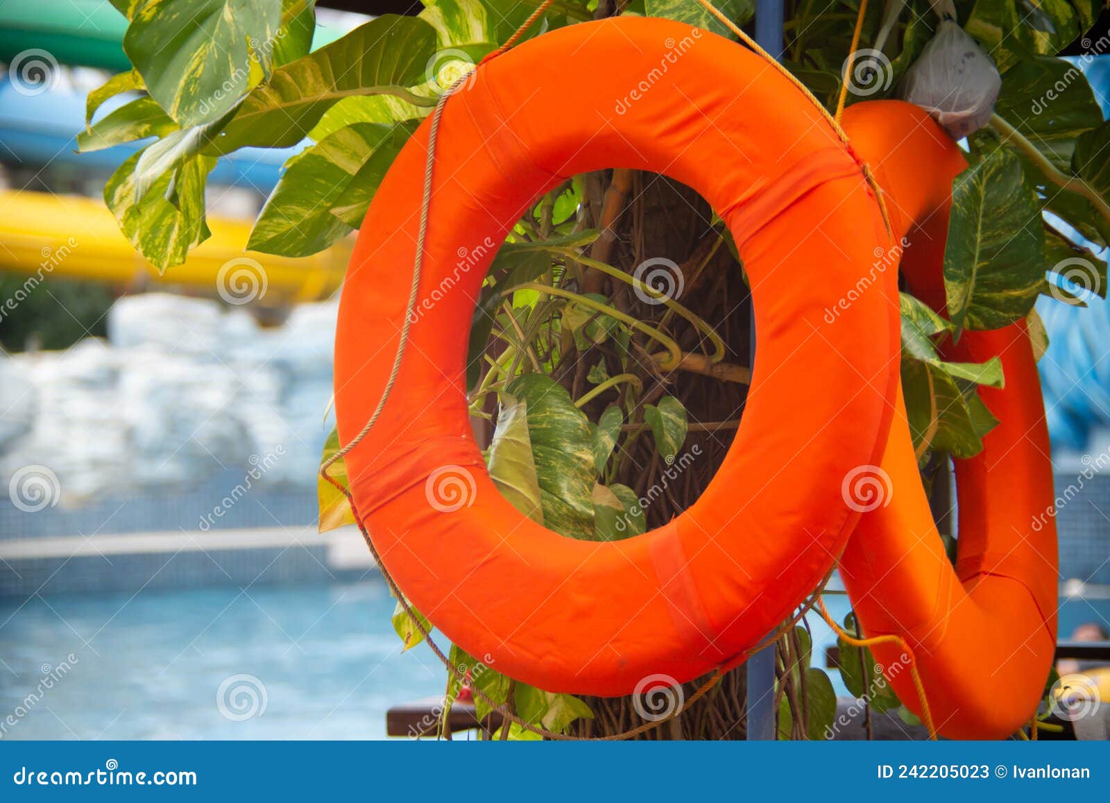 Orange Float on the Swimming Pool Stock Image Image of background