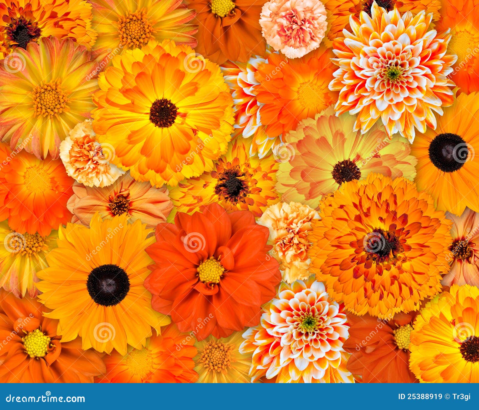 Orange Flower Background stock image. Image of head, blossom - 25388919