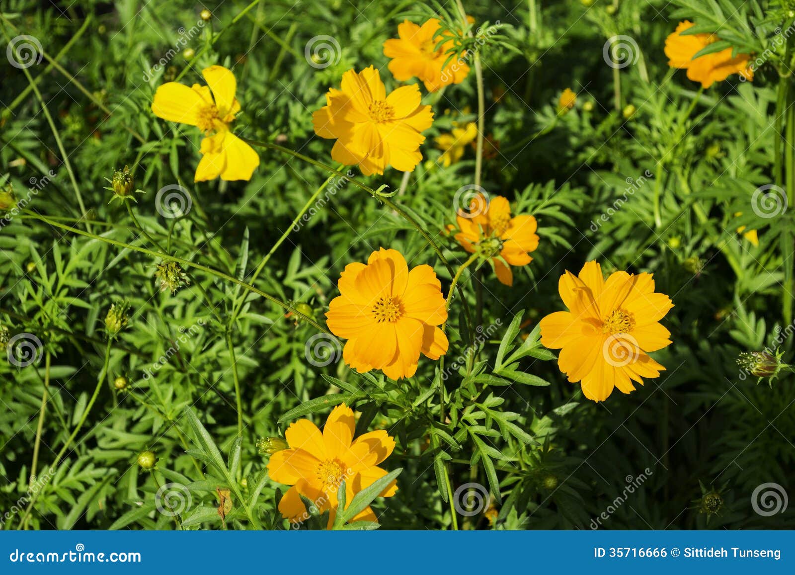 Orange flower stock photo. Image of purple, design, gardening 35716666