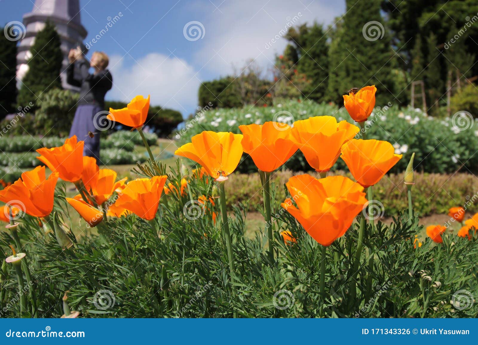 orange flower blossom in a garden