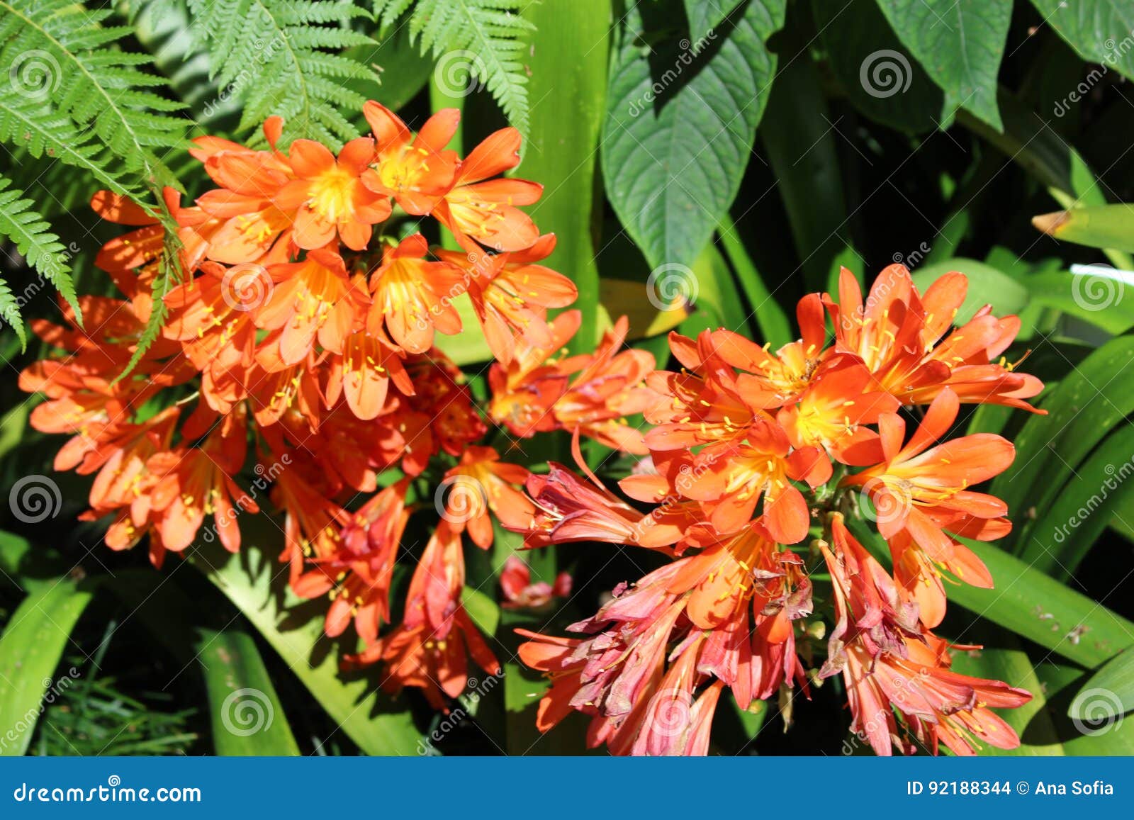 orange flower