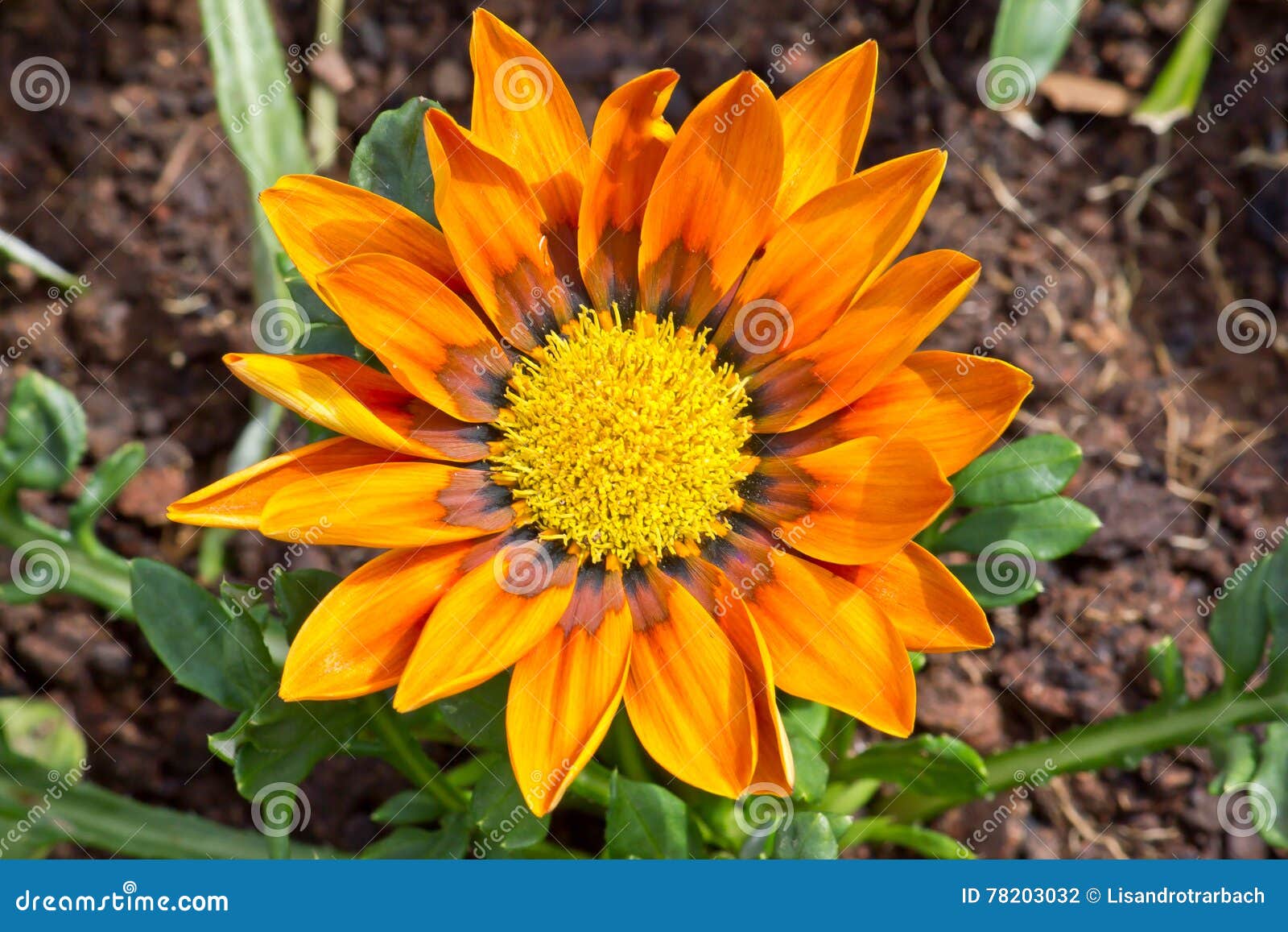 orange flower full of polen