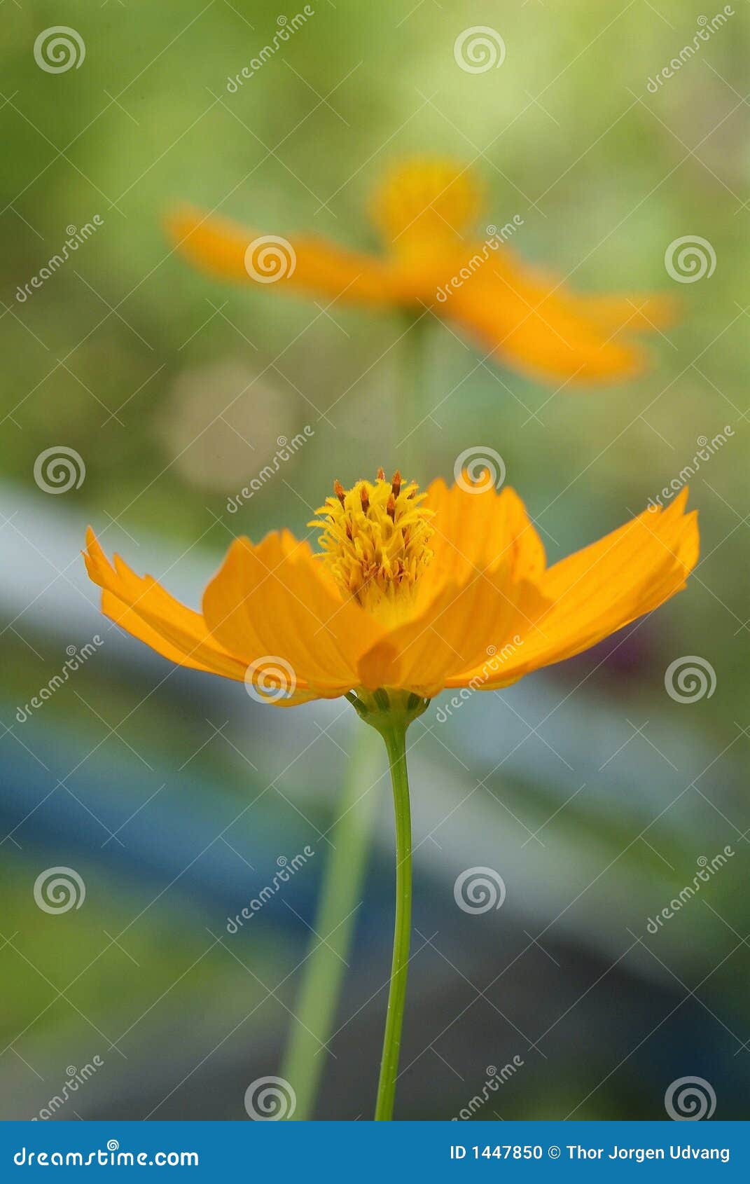 Orange Flower on Green Background Stock Photo Image of horticulture