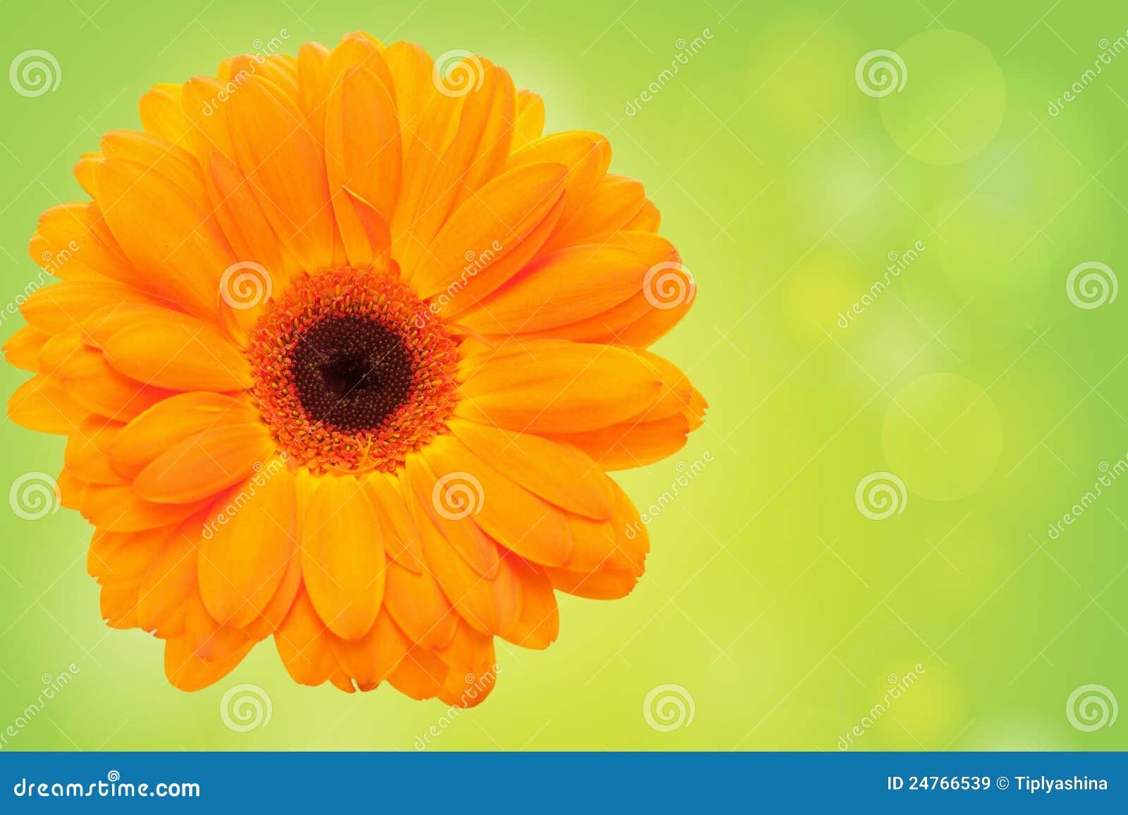 Orange Flower on a Green Background Stock Image Image of plant