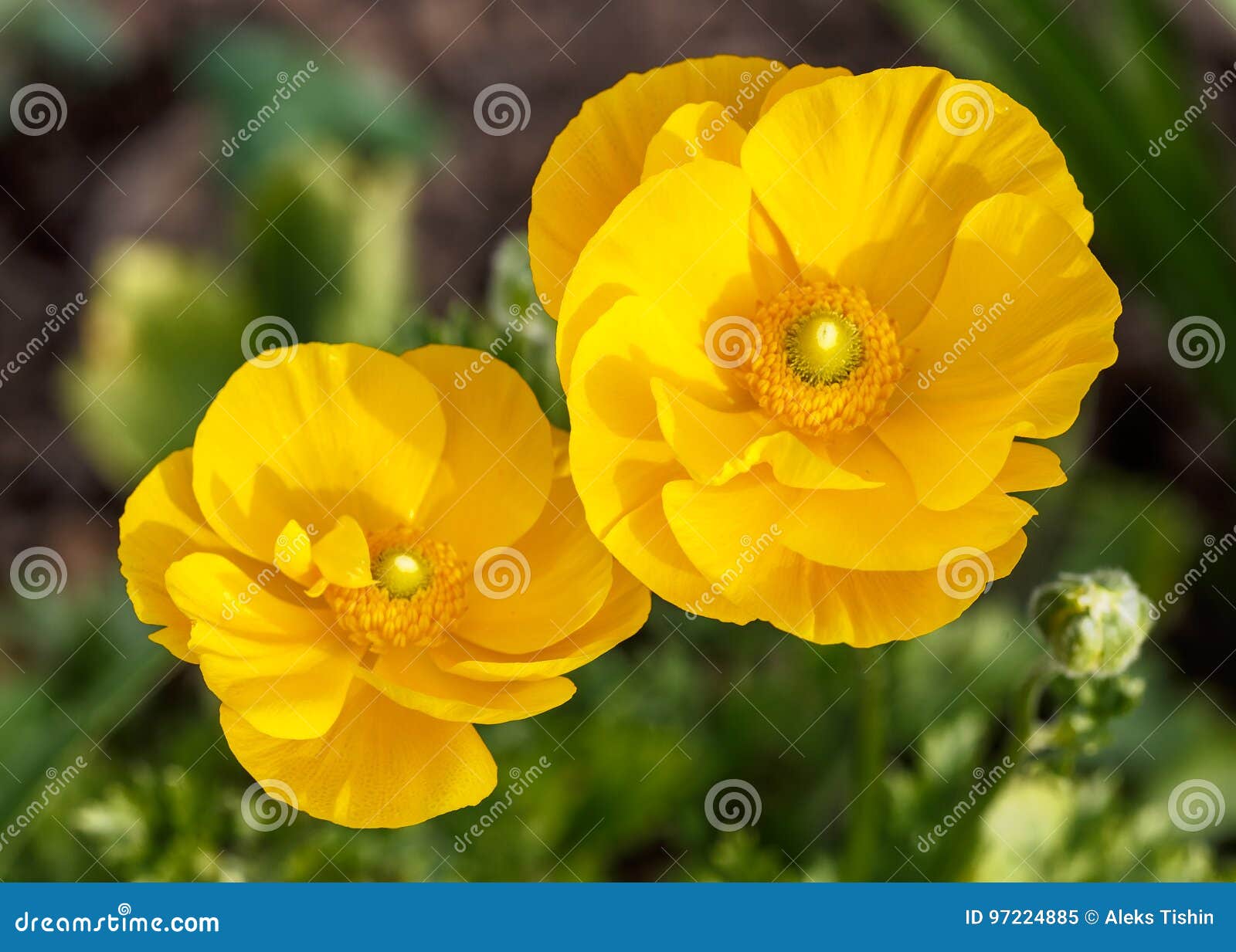 Orange Flower Green Background Stock Image Image of flower, bloom
