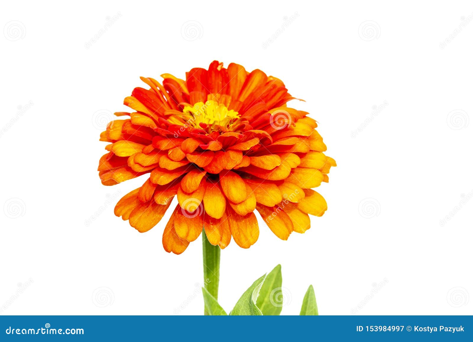 Orange Flower Isolated on White Background Stock Image Image of
