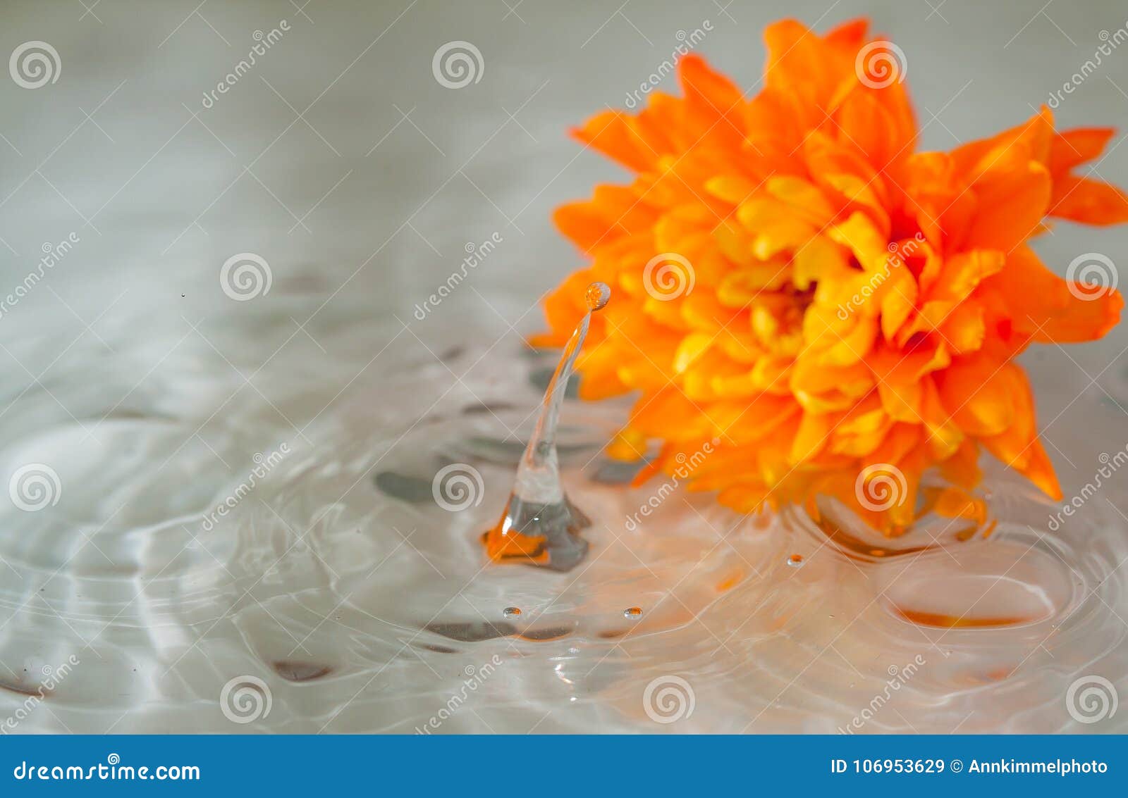 Orange Flower Lying in Water in a Rainy Day Stock Image Image of drop, clear 106953629