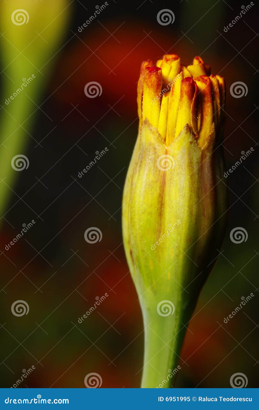Orange Flower Over Blurred Background Stock Image - Image of botanical ...