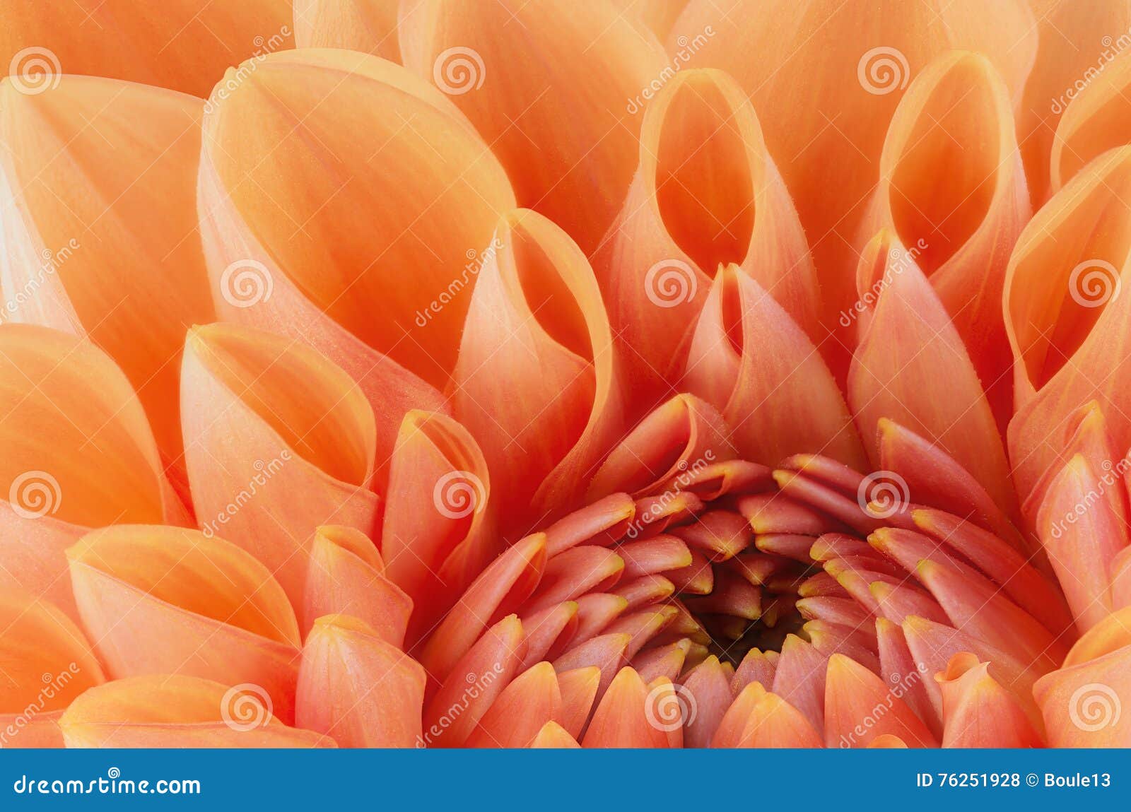 orange flower petals, close up and macro of chrysanthemum, beautiful abstract background