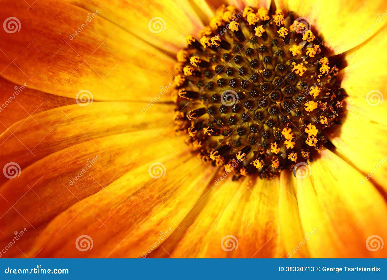 Orange Flower with Petals and Pollen Stock Image Image of beauty