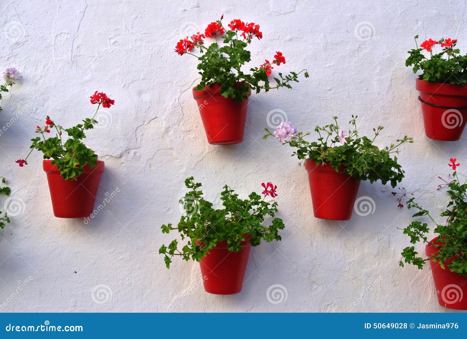Orange Flower Pots on White Wall Stock Photo Image of arrangement