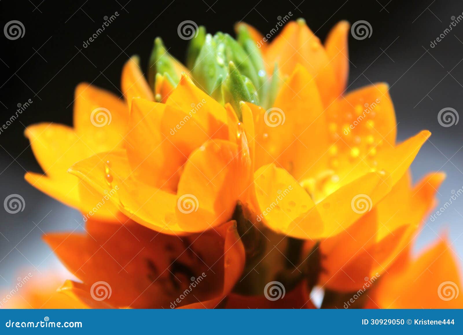 Orange Flower stock photo. Image of plant, flower, summer 30929050