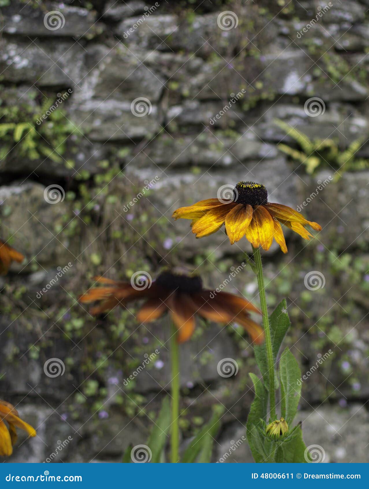 Orange flower stone wall stock image. Image of petals 48006611
