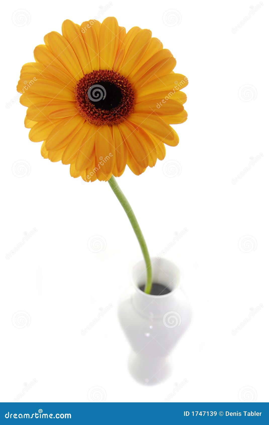 Orange flower in vase stock image. Image of garden, colour 1747139