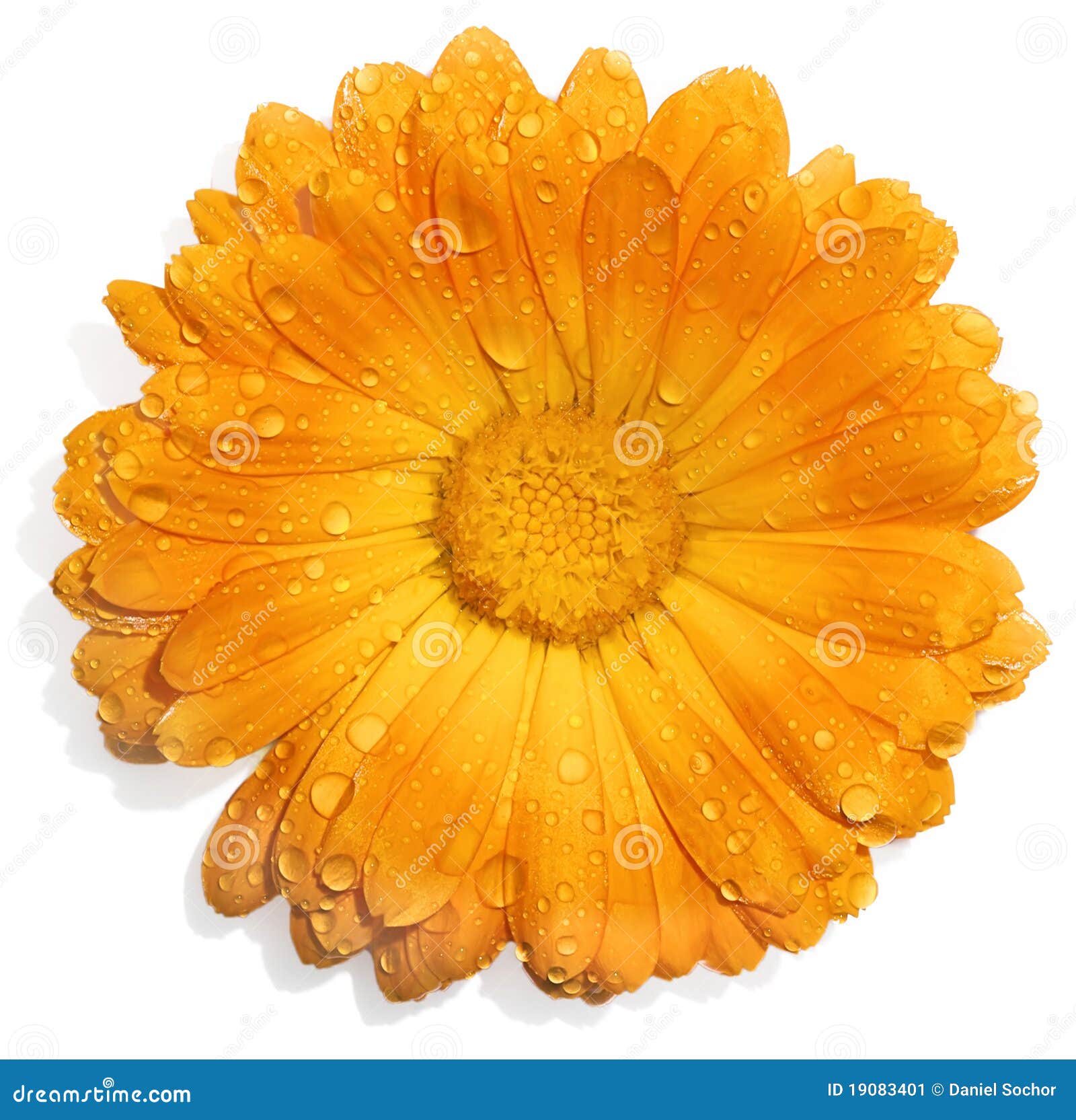 Orange Flower with Water Drops Stock Image Image of bright, flower
