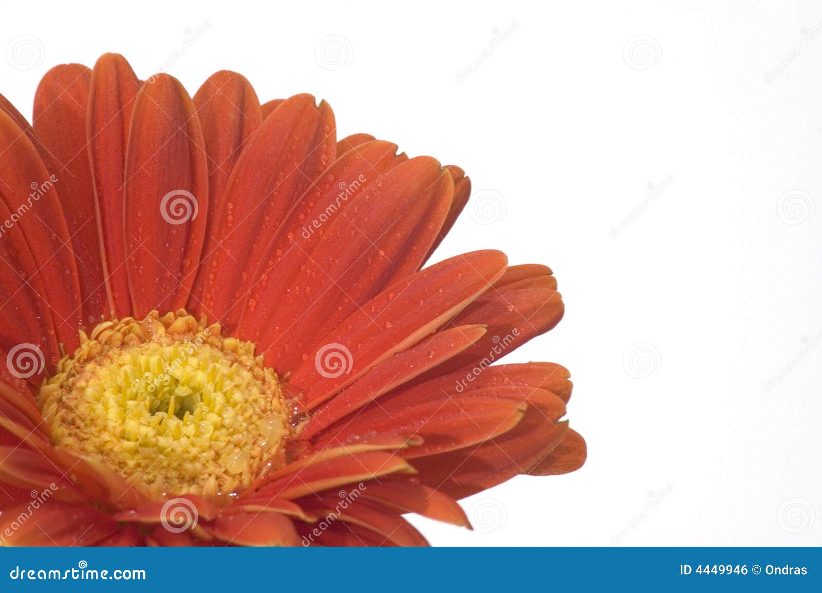 Orange Flower with Yellow Center Stock Photo Image of dewed, orange