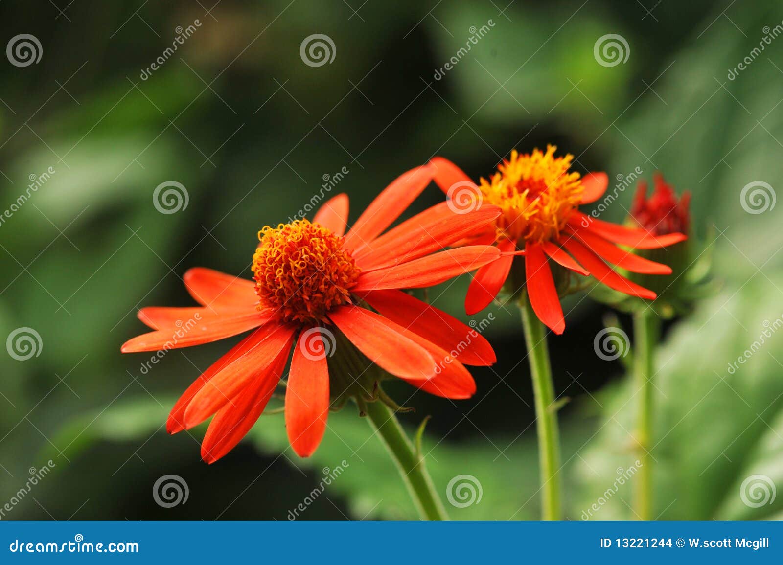 Orange flowers stock photo. Image of flowers, growing 13221244