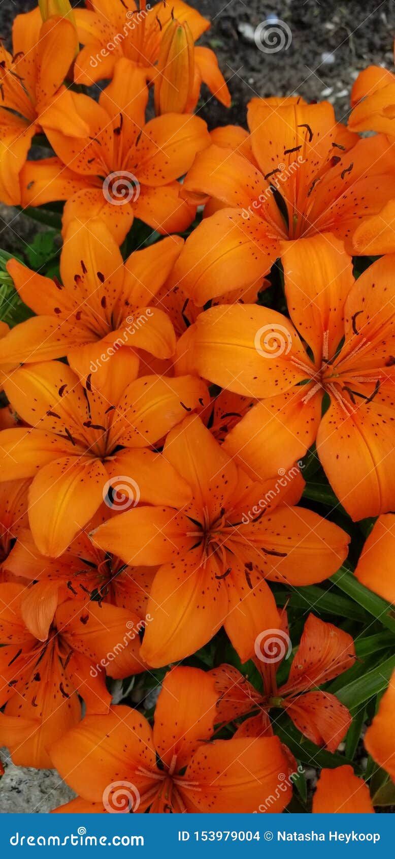 Orange Flowers in Bloom stock photo. Image of orange 153979004