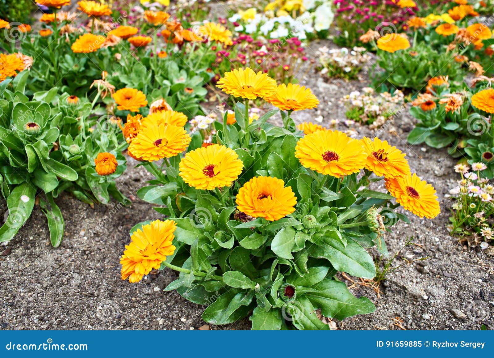 Orange Flowers Calendula in Park Stock Image Image of orange, leaf 91659885
