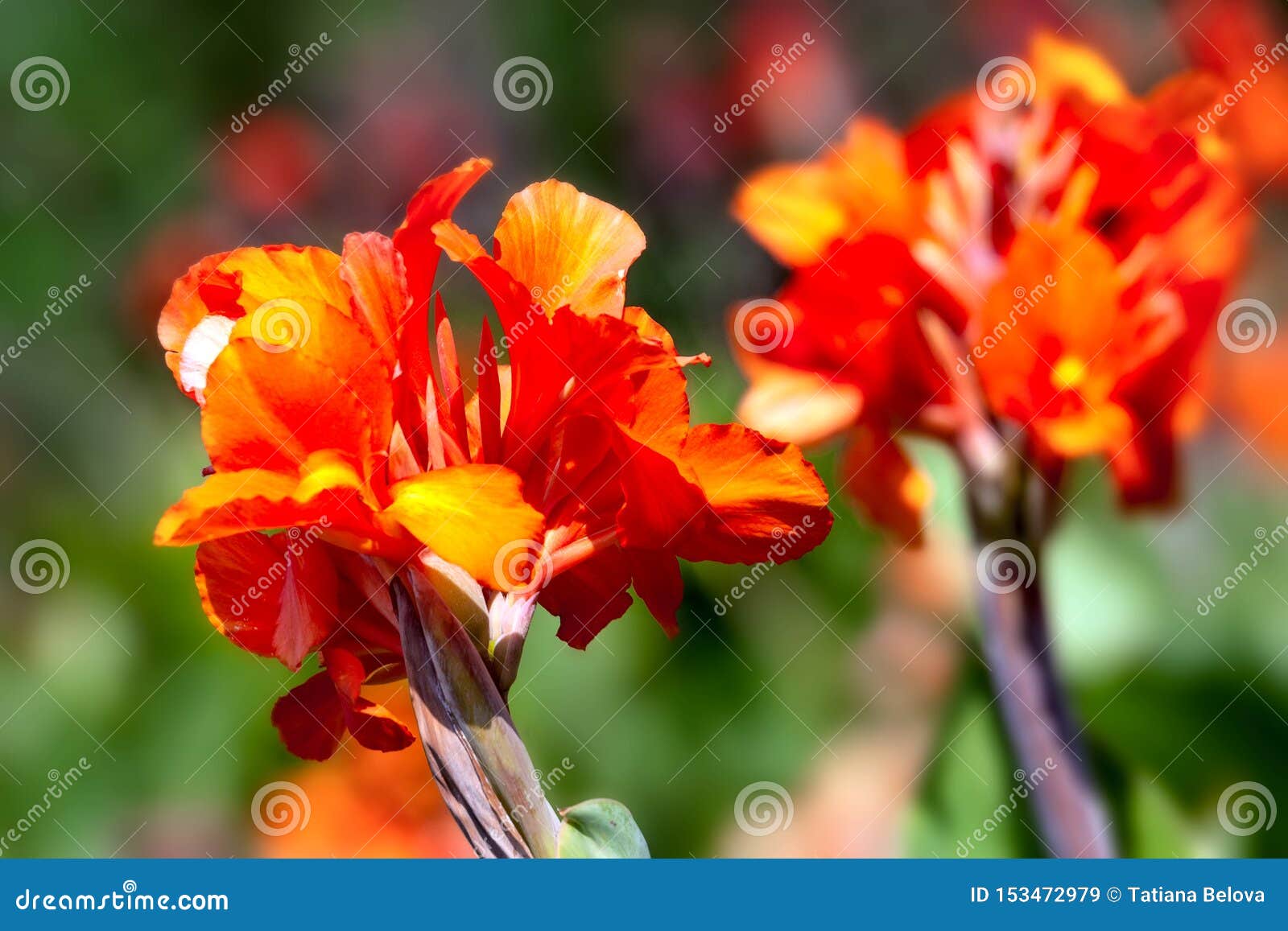 Orange Flowers of Cannes in Sunlight Stock Image Image of blooming